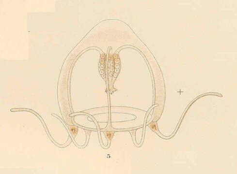 Image of Hydractiniidae L. Agassiz 1862