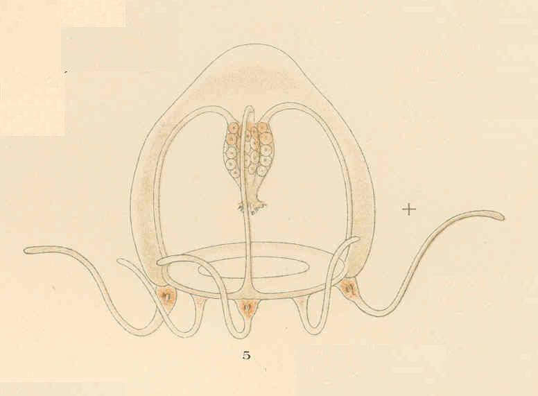 Image de Hydractiniidae L. Agassiz 1862