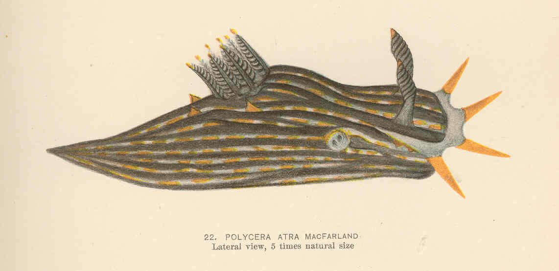 Image of Polycera Cuvier 1816
