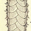 Image of Scale worm