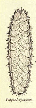 Image of polynoid scaleworms