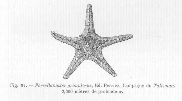 Image of Porcellanasteridae Sladen 1883