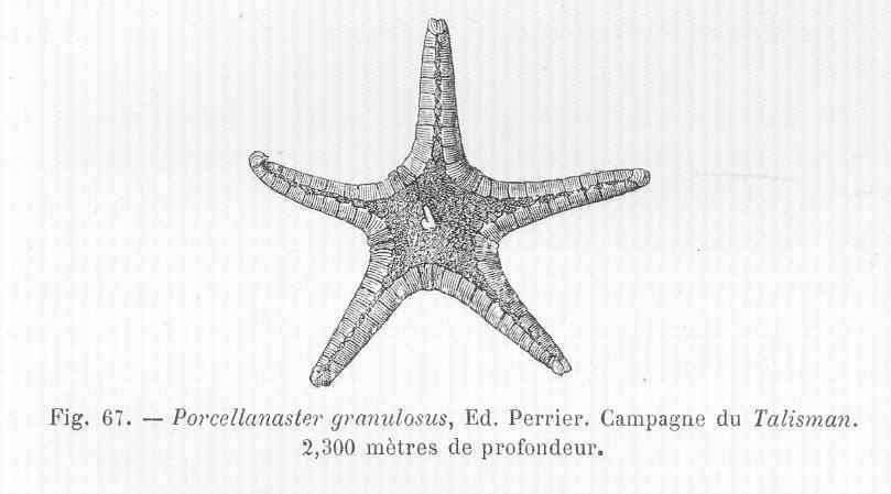 Imagem de Porcellanasteridae Sladen 1883