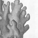 Imagem de Porites furcata Lamarck 1816