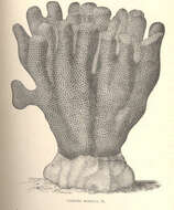 Image of Poritidae Gray 1840