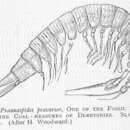 Image of Praeanaspides