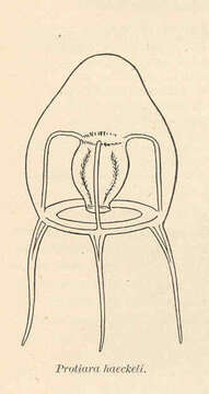 Image of Protiaridae Haeckel 1879