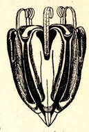 Image of Psammechinus L. Agassiz & Desor 1846