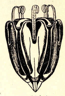 Image of Parechinidae Mortensen 1903