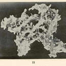 Image de Haliclona (Reniera) tubifera (George & Wilson 1919)