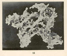 Sivun Chalinidae Gray 1867 kuva