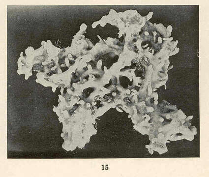 Image de Chalinidae Gray 1867