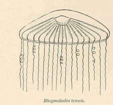 Image de Aequoreidae Eschscholtz 1829