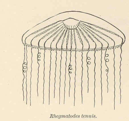 Слика од Aequoreidae Eschscholtz 1829