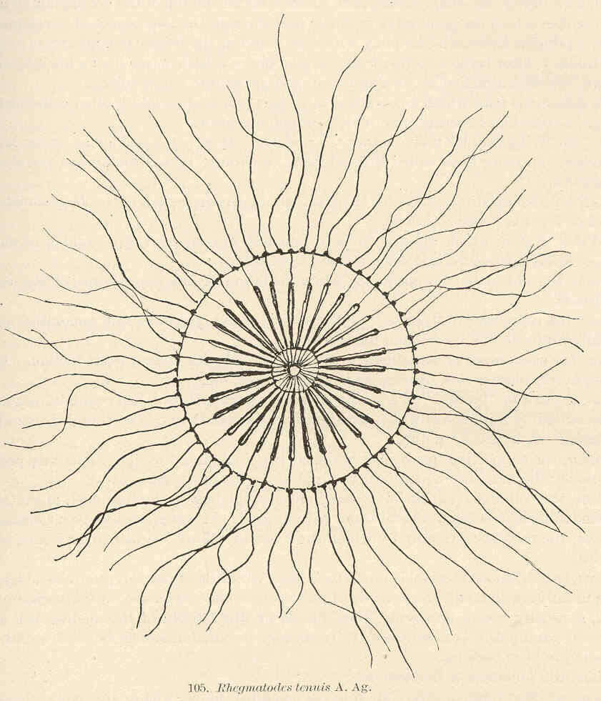 Слика од Aequoreidae Eschscholtz 1829