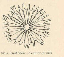 Image de Aequoreidae Eschscholtz 1829