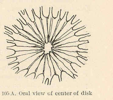 Image de Aequoreidae Eschscholtz 1829