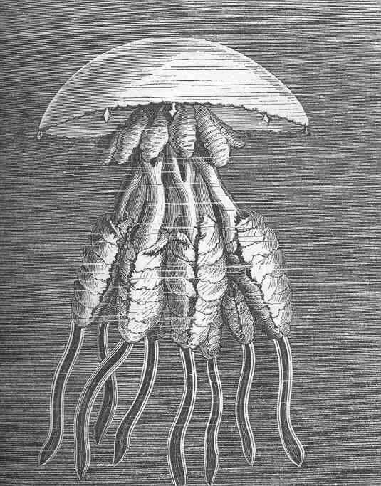 Imagem de Rhizostomatidae Cuvier 1800