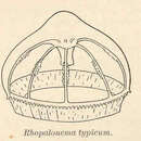 Image of Rhopalonema Gegenbaur 1857