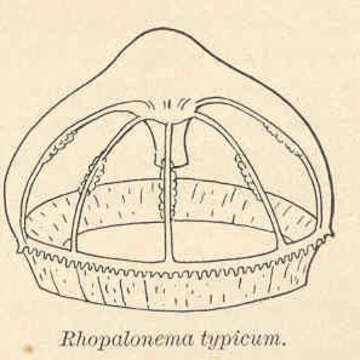 Image of Trachymedusae Haeckel 1866