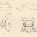 Image of Rocinela belliceps (Stimpson 1864)