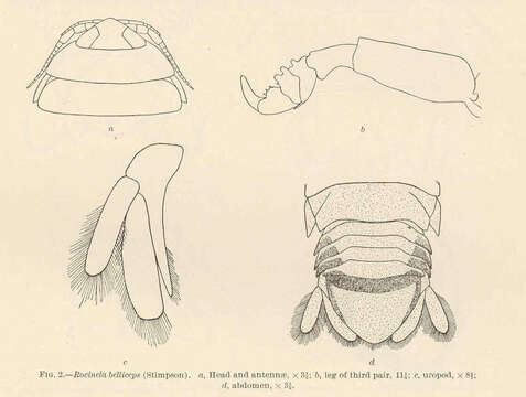 Image of Rocinela Leach 1818