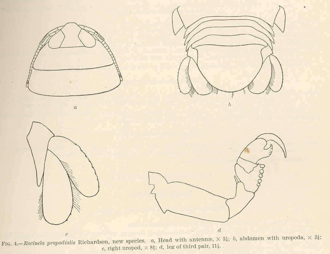 Image of Aegidae White 1850