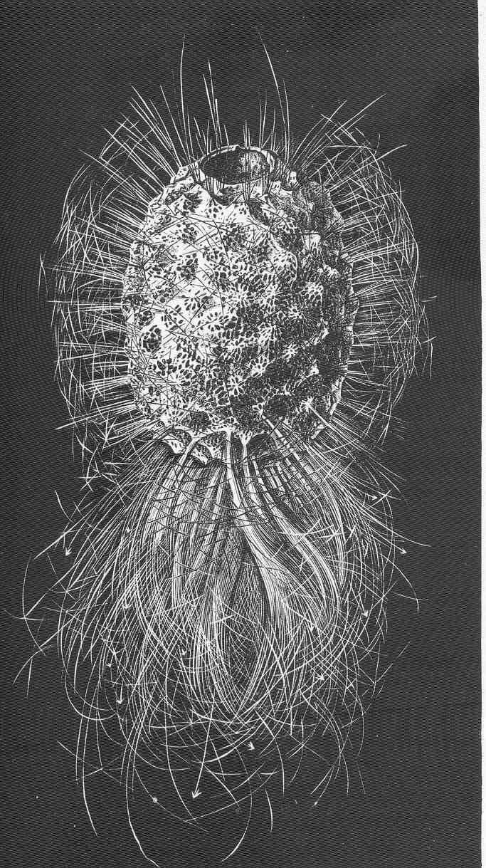 Image of Lyssacinosida Zittel 1877