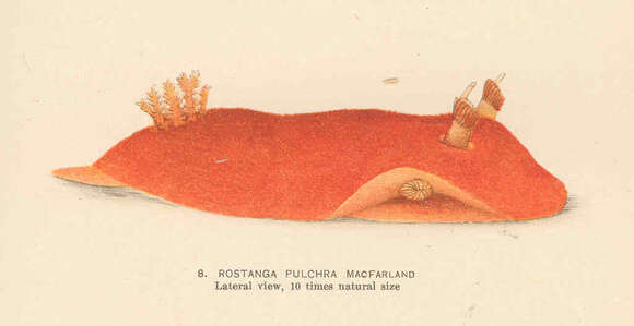 Sivun Rostanga Bergh 1879 kuva