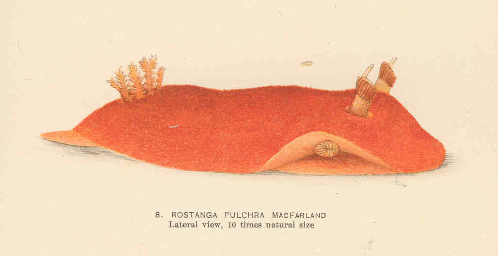 Imagem de Rostanga Bergh 1879