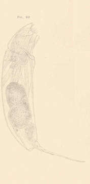 Image of Gnathifera