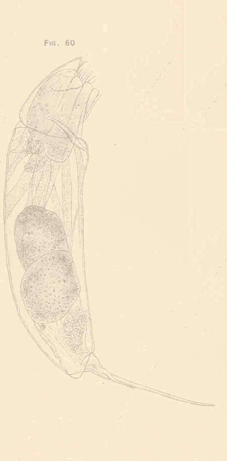 Image of Gnathifera