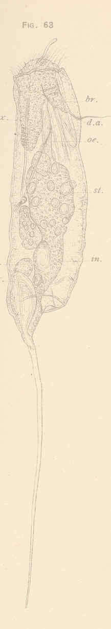 Image of Gnathifera