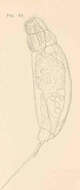 Image of Gnathifera