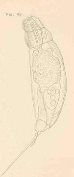 Image of Gnathifera