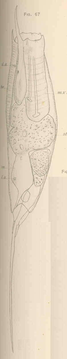 Image of Gnathifera