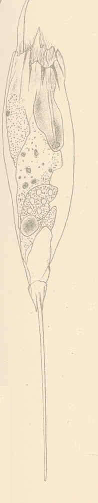 Image of Gnathifera