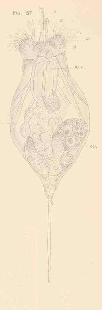 Image of Gnathifera