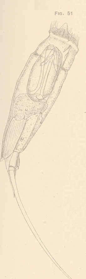 Image of Gnathifera