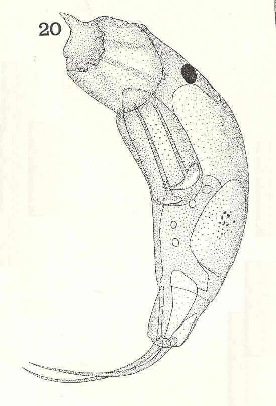 Image of Gnathifera