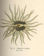 Image de Diadumenidae Stephenson 1920