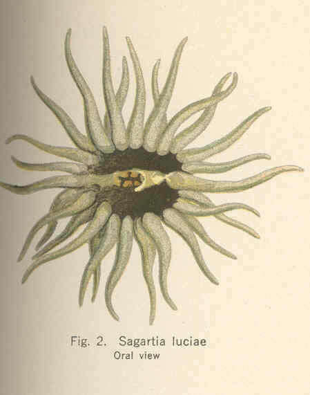 Image of Diadumenidae Stephenson 1920