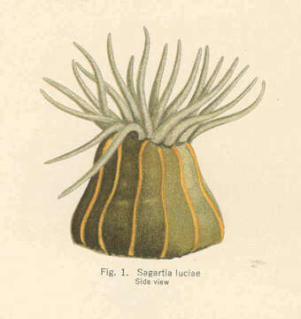 Image of Diadumenidae Stephenson 1920