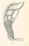 Image of Scalpellum Leach 1818