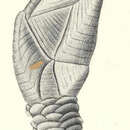 Image of Trianguloscalpellum balanoides (Hoek 1883)