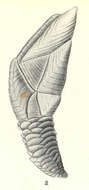 Image of Trianguloscalpellum Zevina 1978