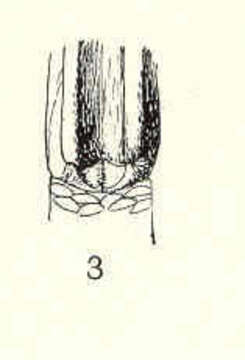 Image of Scalpellidae Pilsbry 1907