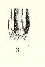 Image de Scalpelliformes Buckeridge & Newman 2006