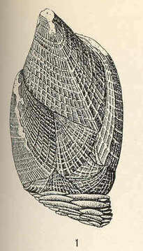 Image of Scalpellidae Pilsbry 1907