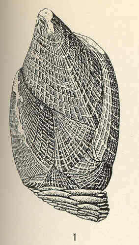 Image of Scalpelliformes Buckeridge & Newman 2006